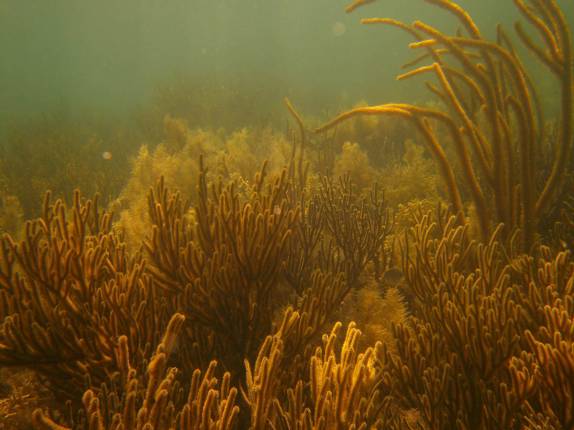 Um verdadeiro jardim submerso em Cayo Zapatilla, uma das ilhas de Bocas del Toro, no norte do Panamá